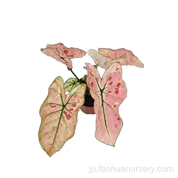 Caladium Strawberry Heart Factory